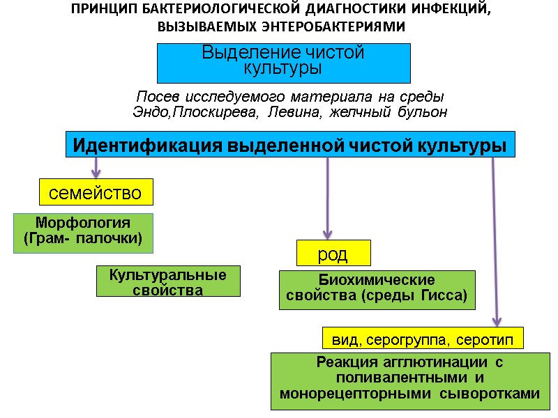 ПРИНЦИП БАКТЕРИОЛОГИЧЕСКОЙ ДИАГНОСТИКИ ИНФЕКЦИЙ, ВЫЗЫВАЕМЫХ ЭНТЕРОБАКТЕРИЯМИ       Выделение чистой